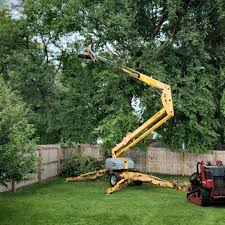 Best Tree Disease Treatment  in Springville, AL