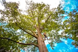  Springville, AL Tree Removal Pros