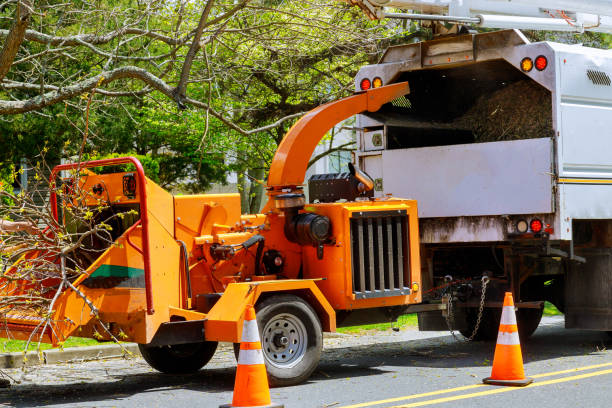 Best Stump Grinding and Removal  in Springville, AL