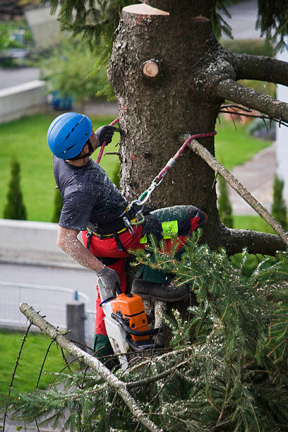 How Our Tree Care Process Works  in  Springville, AL