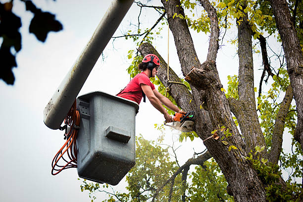 Leaf Removal in Springville, AL