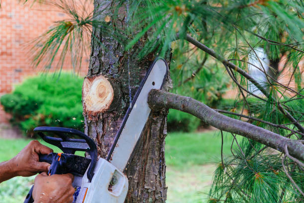 Best Tree Preservation Services  in Springville, AL